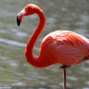 Meet your Posher, India